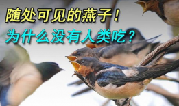 吃瓜爆料老燕子是谁,吃瓜爆料界神秘人物“老燕子”的真实身份